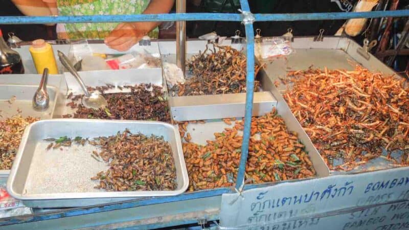 Bug cart in Bangkok Thailand - common fried insects for a unique what to eat in Bangkok try bugs