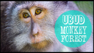 Ubud Monkey Forest Bali featured image