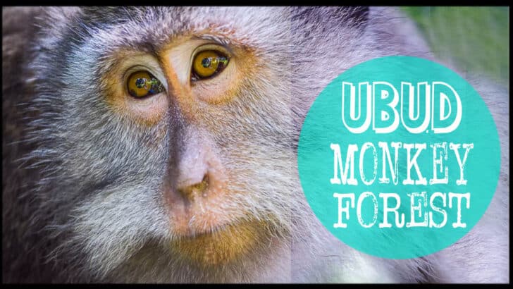 Read this BEFORE Visiting The Ubud Monkey Forest Bali