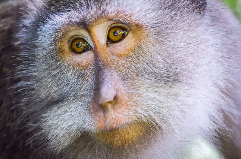 Ubud Monkey Forest Close Up Of A Monkey