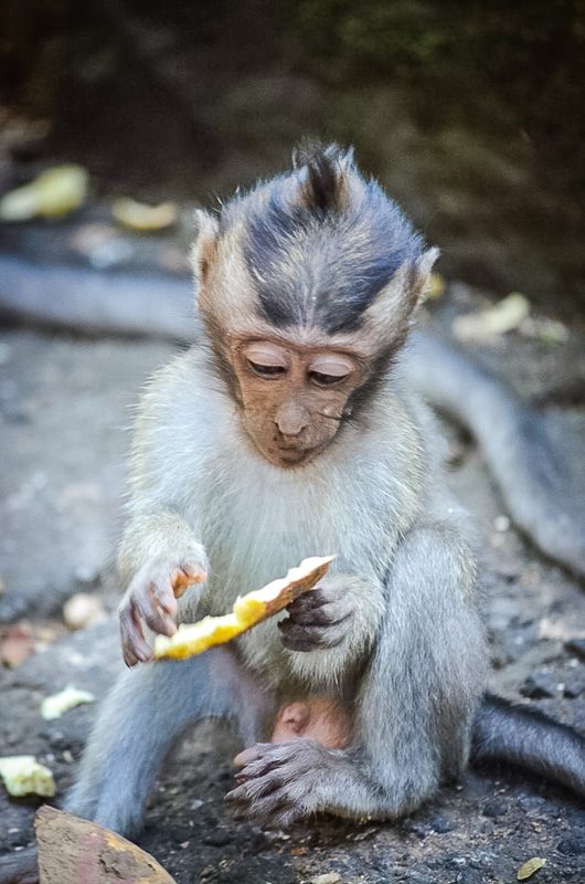 Ubud Monkey Forest Bali Baby Monkey Eating Banana