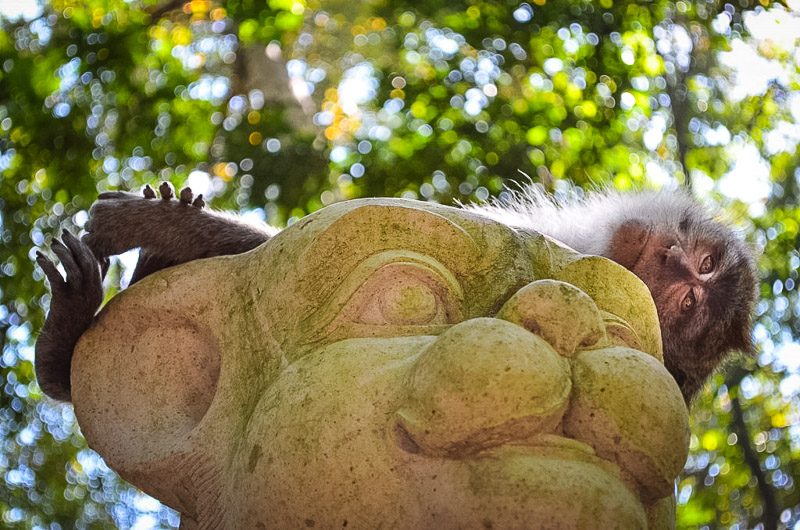 Ubud monkey forest monkey on a statue