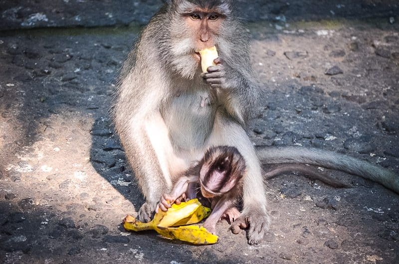 Ubud monkey forest baby monkey and mother