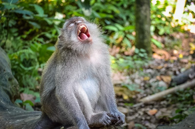 Ubud monkey forest laughing monkey