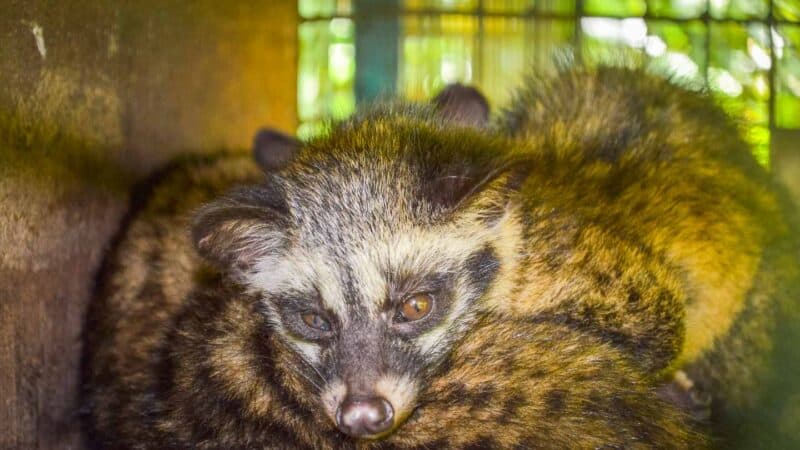 kopi luwak coffee civet animal