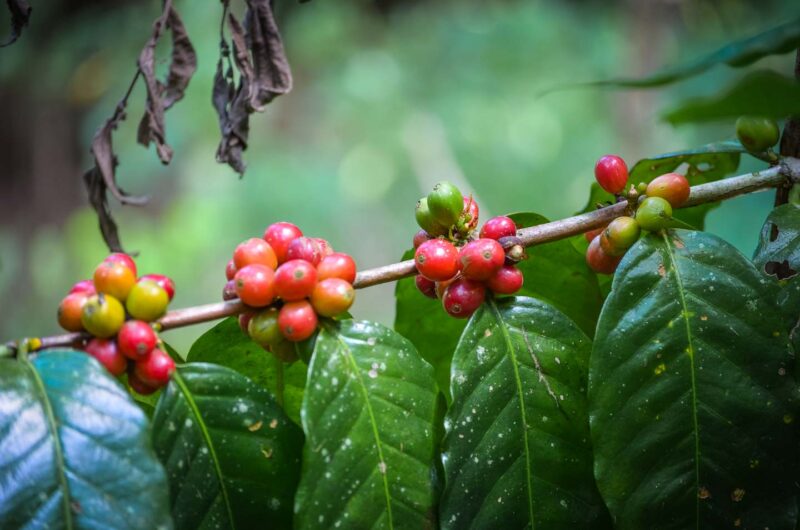 kopi luwak coffee growing on tree