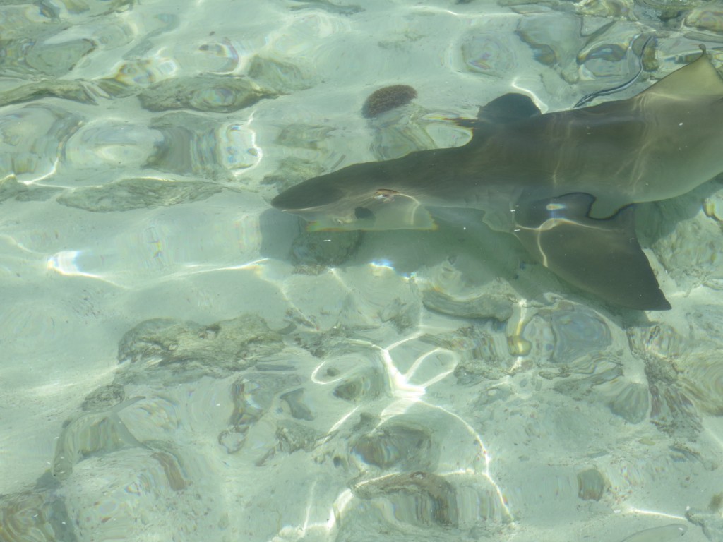 shark belize