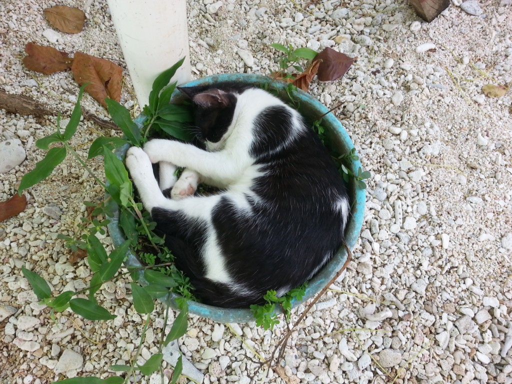cat utila