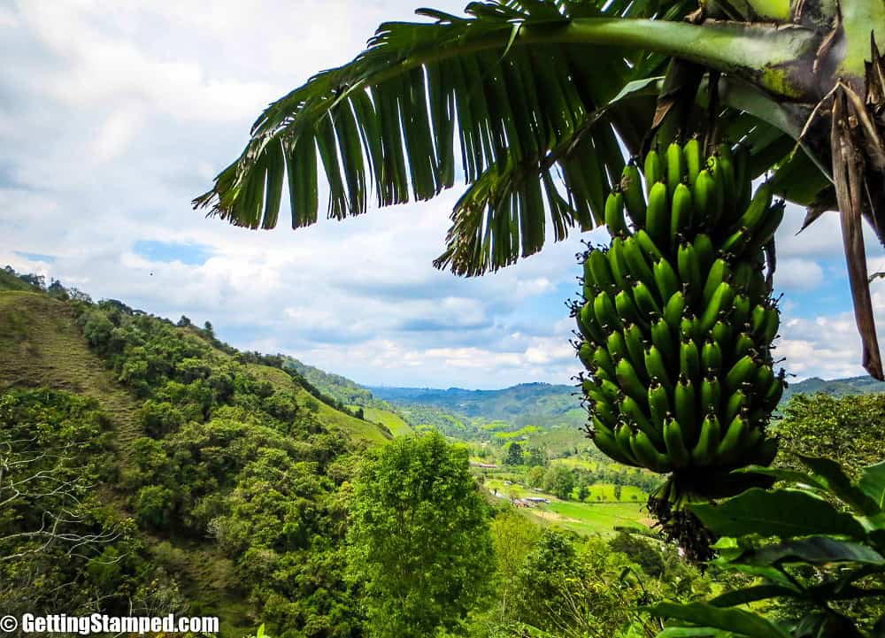 Coffee Farm Work - Salento, Colombia-2