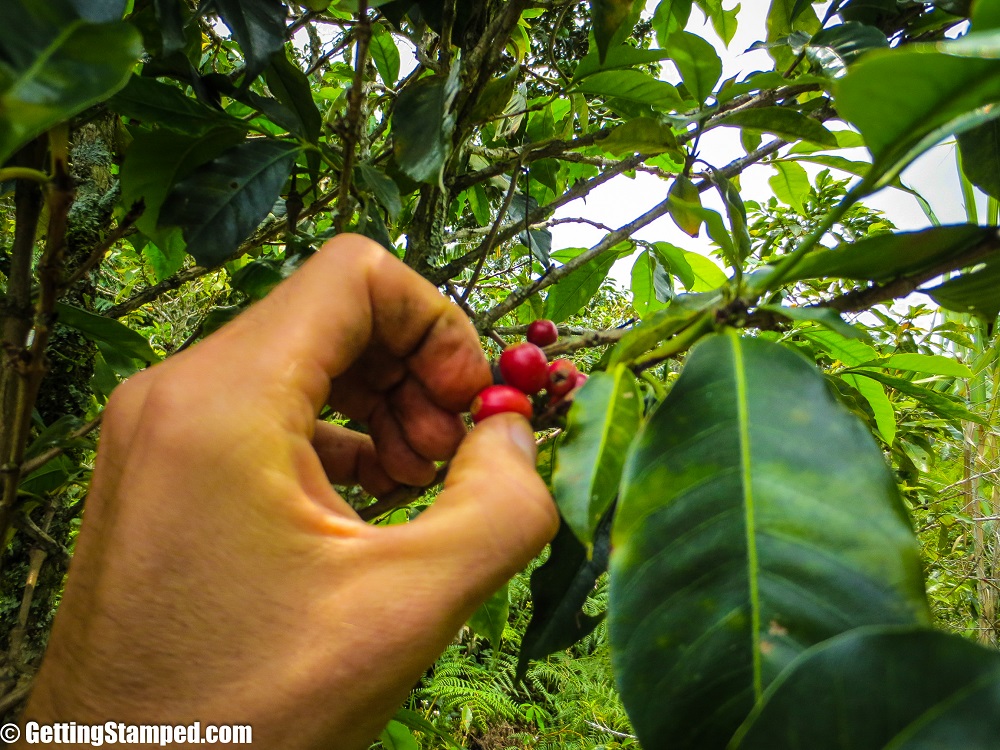 Coffee Farm Work - Salento, Colombia-3