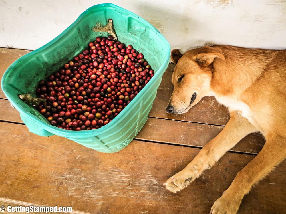 Coffee Farm Work - Salento, Colombia-4