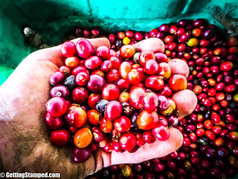 Coffee Farm Work - Salento, Colombia-6