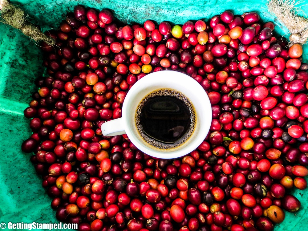Coffee Farm Work - Salento, Colombia-7
