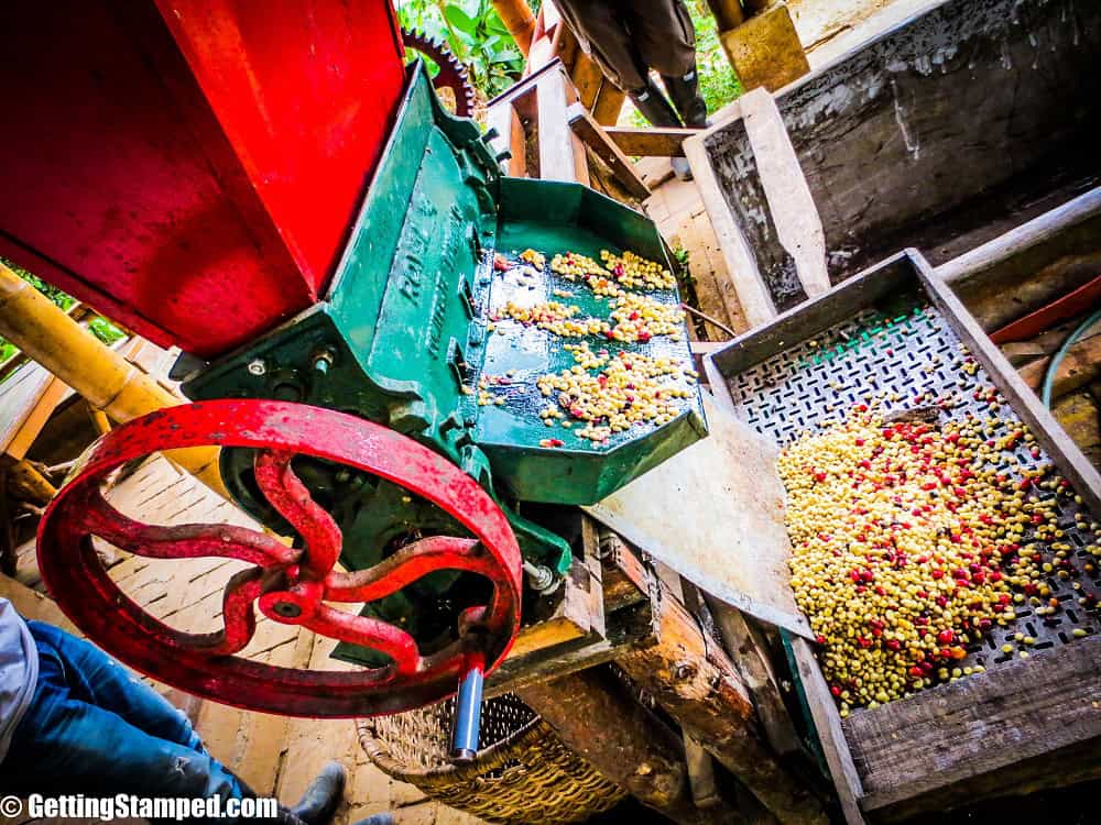 Coffee Farm Work - Salento, Colombia-8