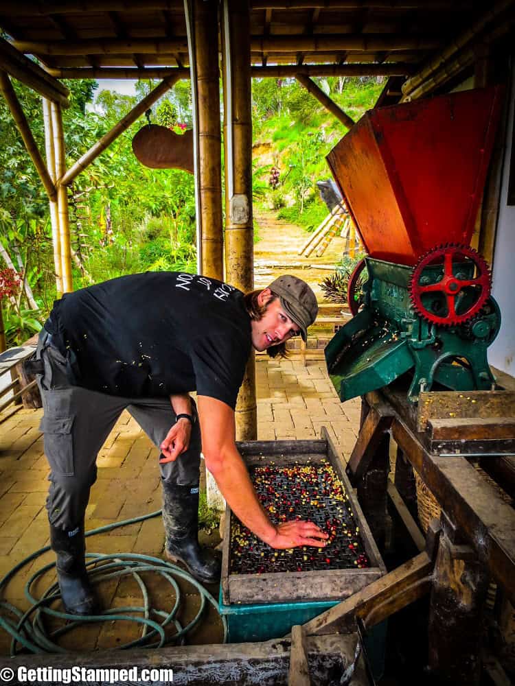 Coffee Farm Work - Salento, Colombia-9