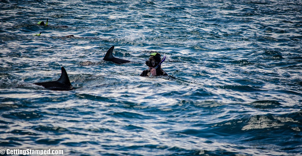 NZ - Day 13 Dolphins Kaikoura-10