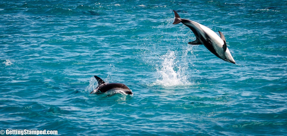 NZ - Day 13 Dolphins Kaikoura-7