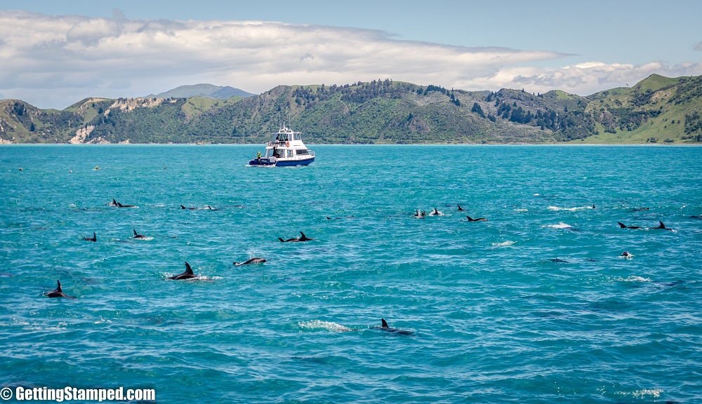NZ - Day 13 Dolphins Kaikoura-9