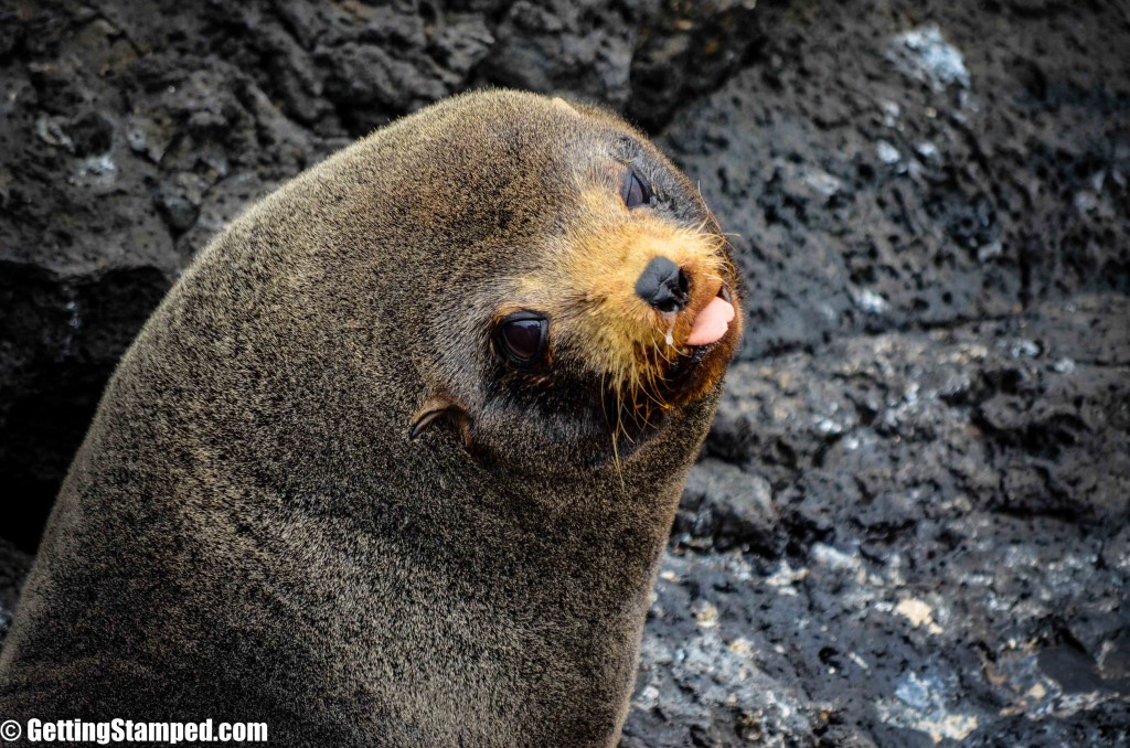 Galapagos Islands Animals - Say the Darnedest Things-25