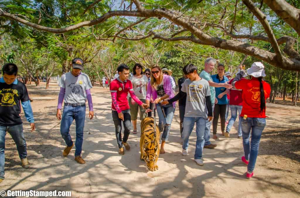 Tiger Temple Chiang Mai Activities