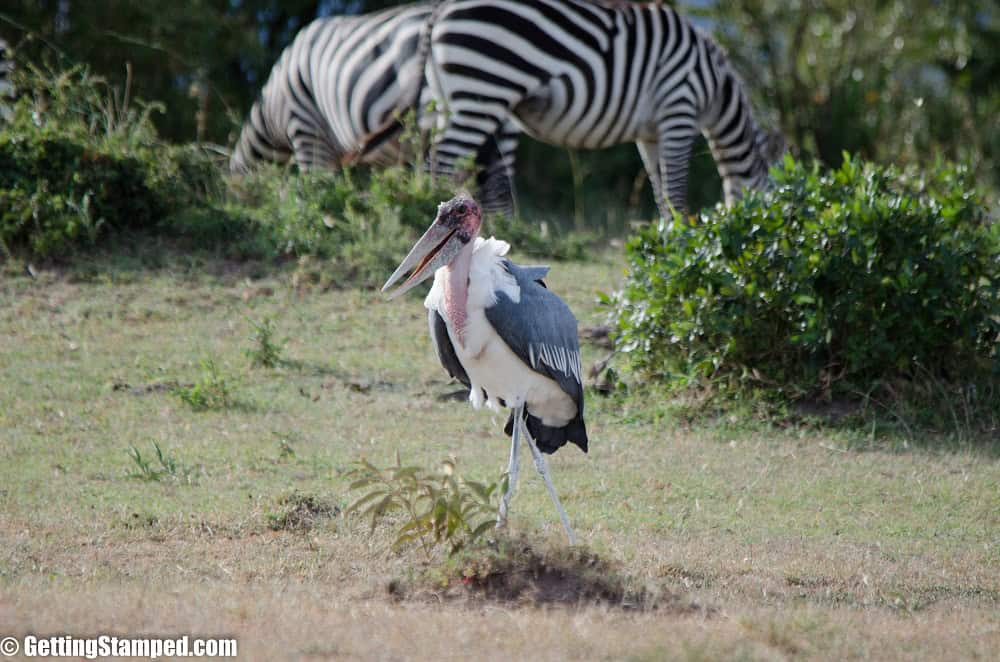 Kenya Safari Mara Masai Day 1-8