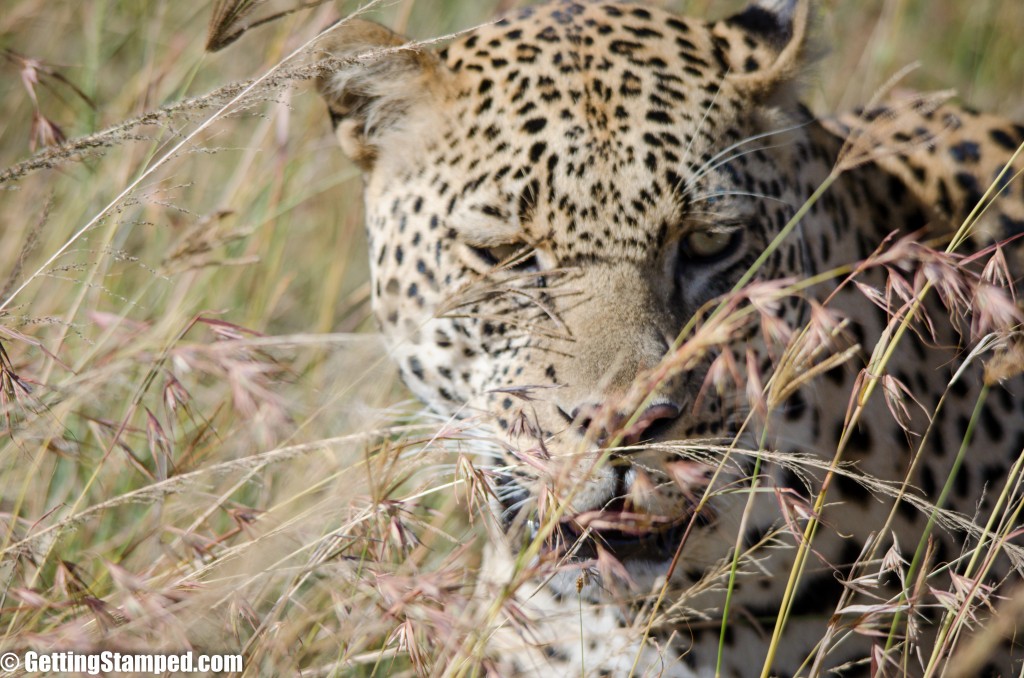 Kenya Safari Mara Masai Day 2 Big 5-2