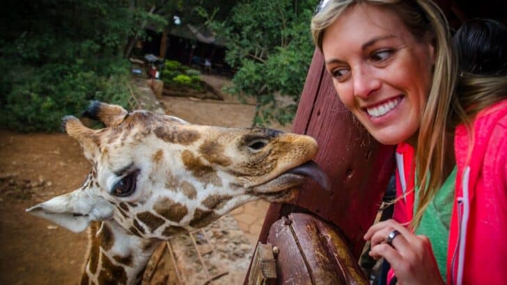 Hand feeding giraffes at the Nairobi Giraffe Center