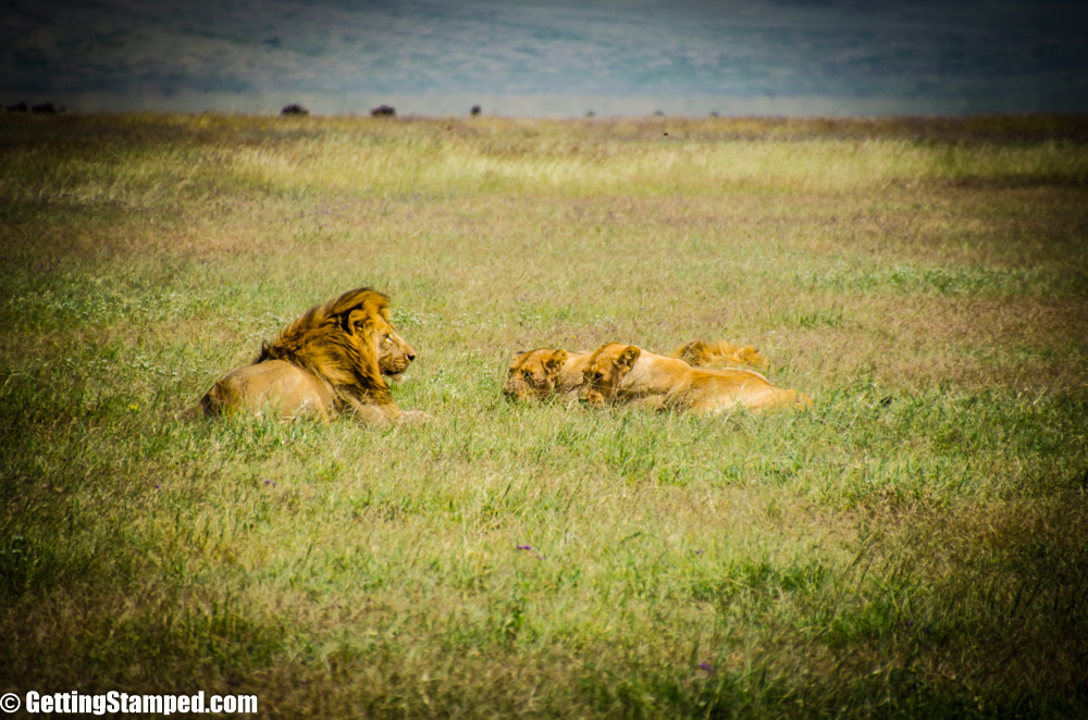 Serengeti Day 7 Small Tanzania-53