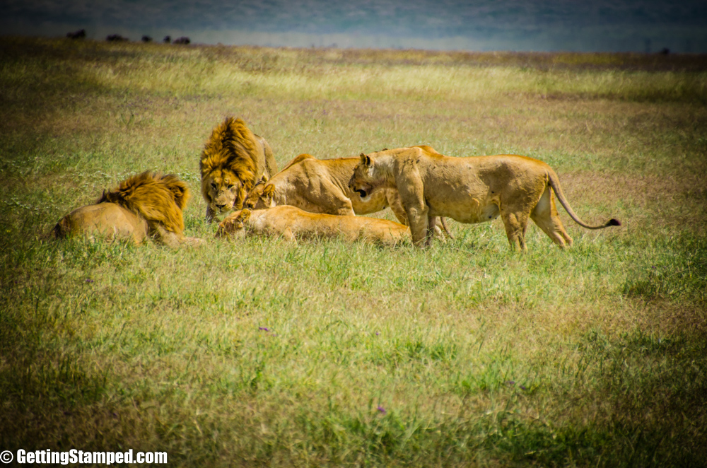 Serengeti Day 7 Small Tanzania-55