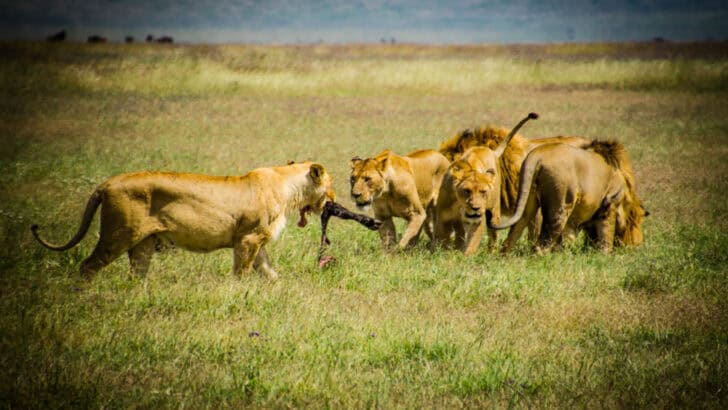 The Ngorongoro Crater