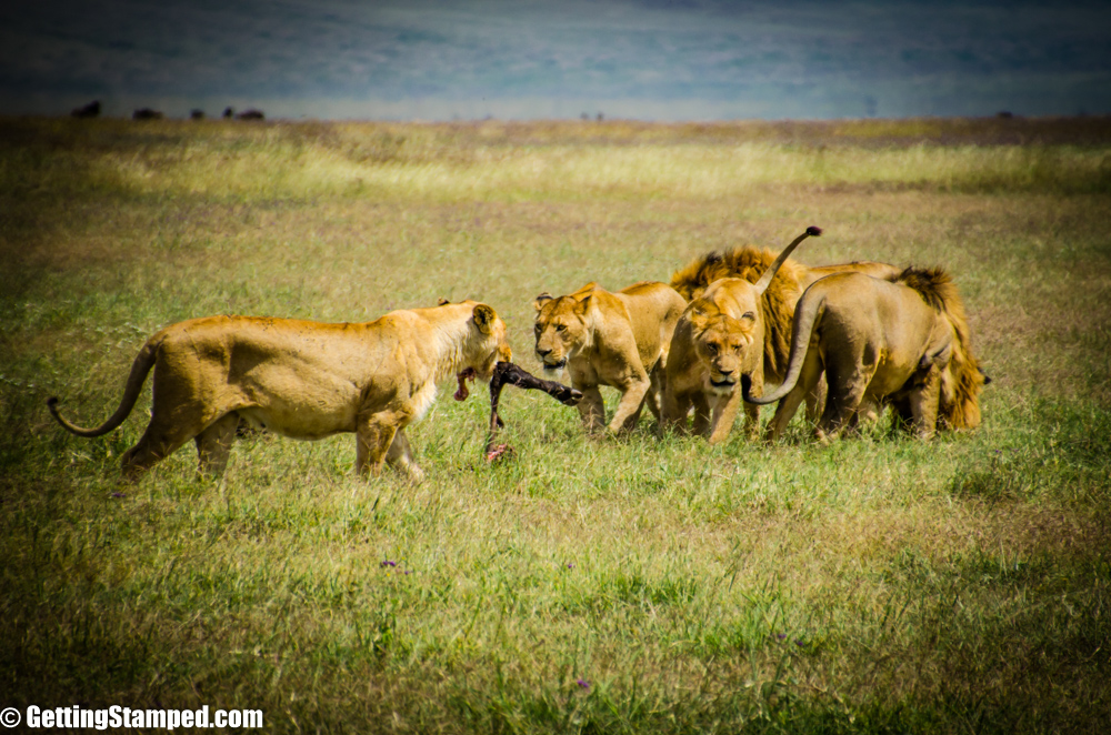 Serengeti Day 7 Small Tanzania-56