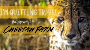 Cheetah Featured Images