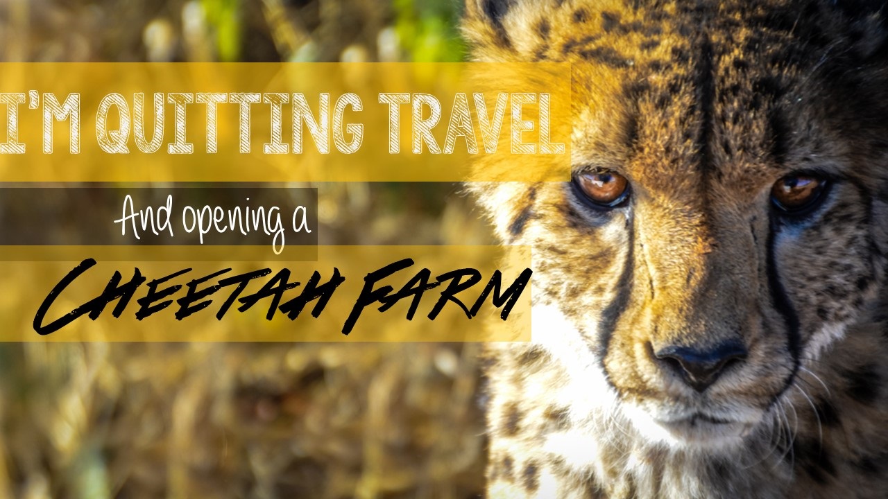 Everything you need to know about the Cheetah Farm in Namibia