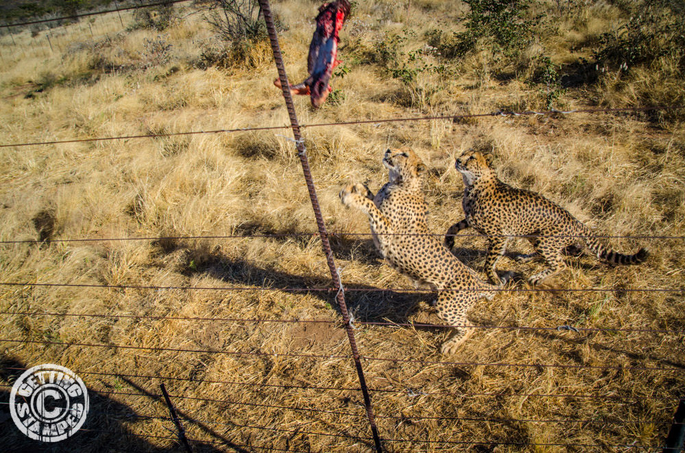 Namibia Cheetah farm RTW african safari-16