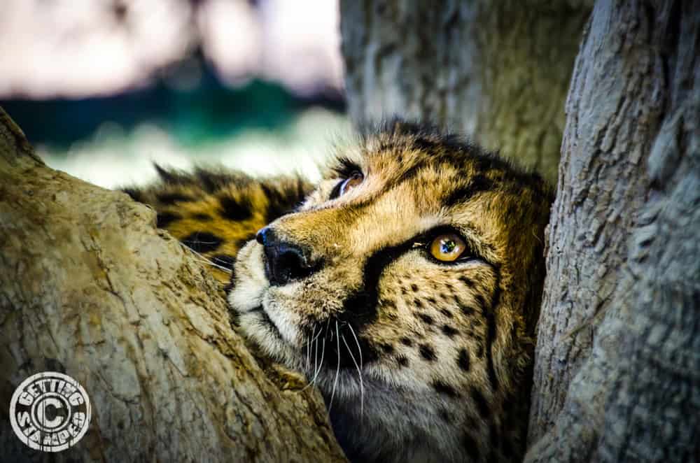 Namibia Cheetah farm RTW african safari-5