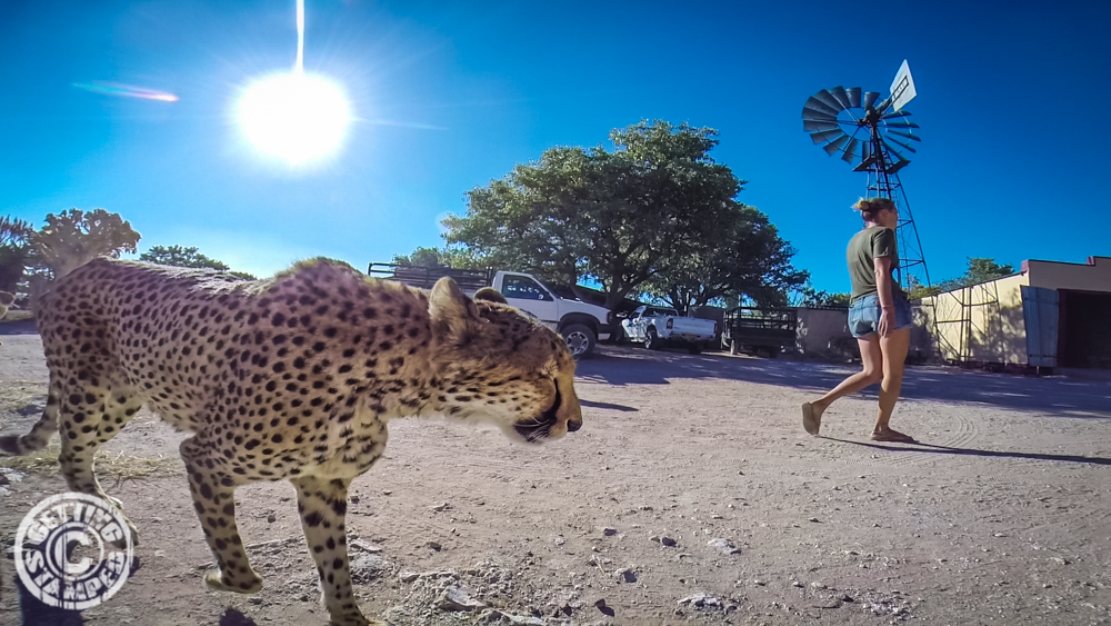 Namibia Cheetah farm RTW african safari overland1