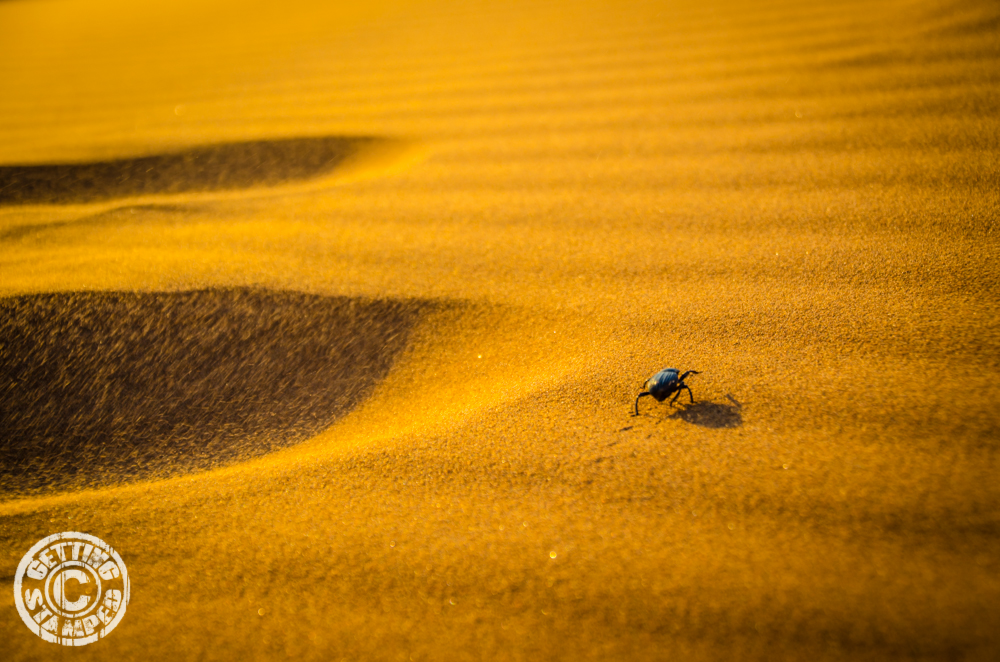 Sunrise of the dunes in Namibia - Dune 45 Sunrise-16