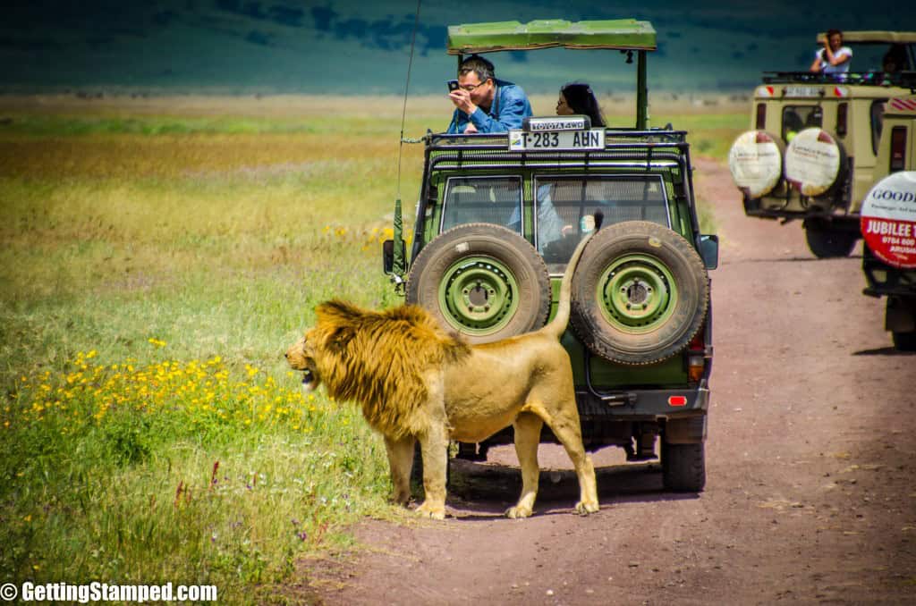 Serengeti day 7 tanzania-53