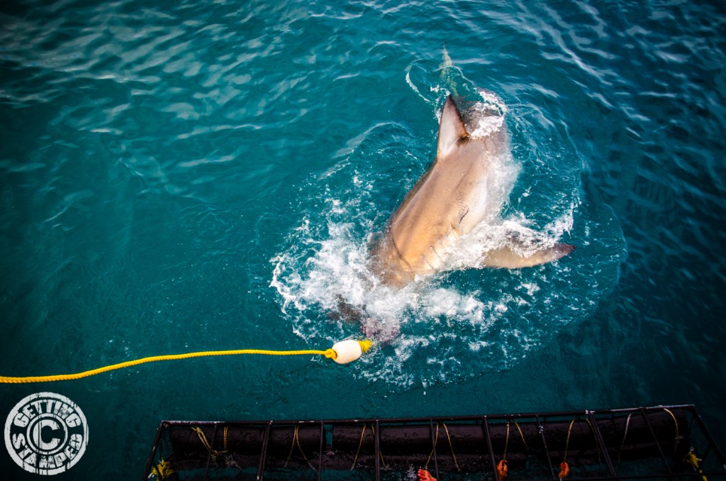 Shark Cage Diving for Great White Sharks in Cape Town South Africa-10