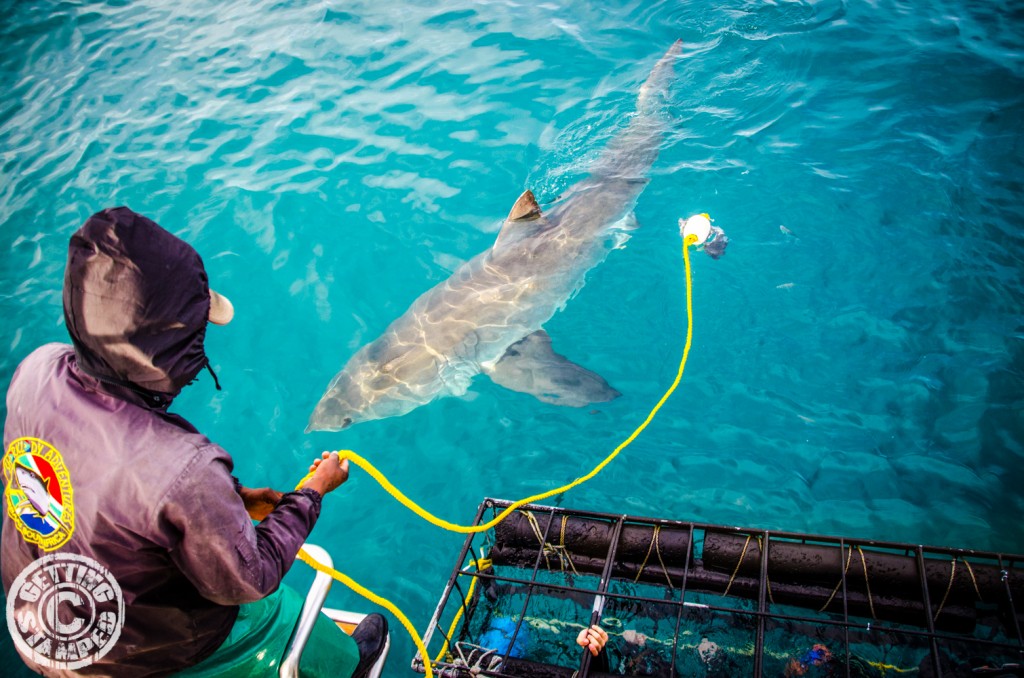 Shark Cage Diving for Great White Sharks in Cape Town South Africa-13