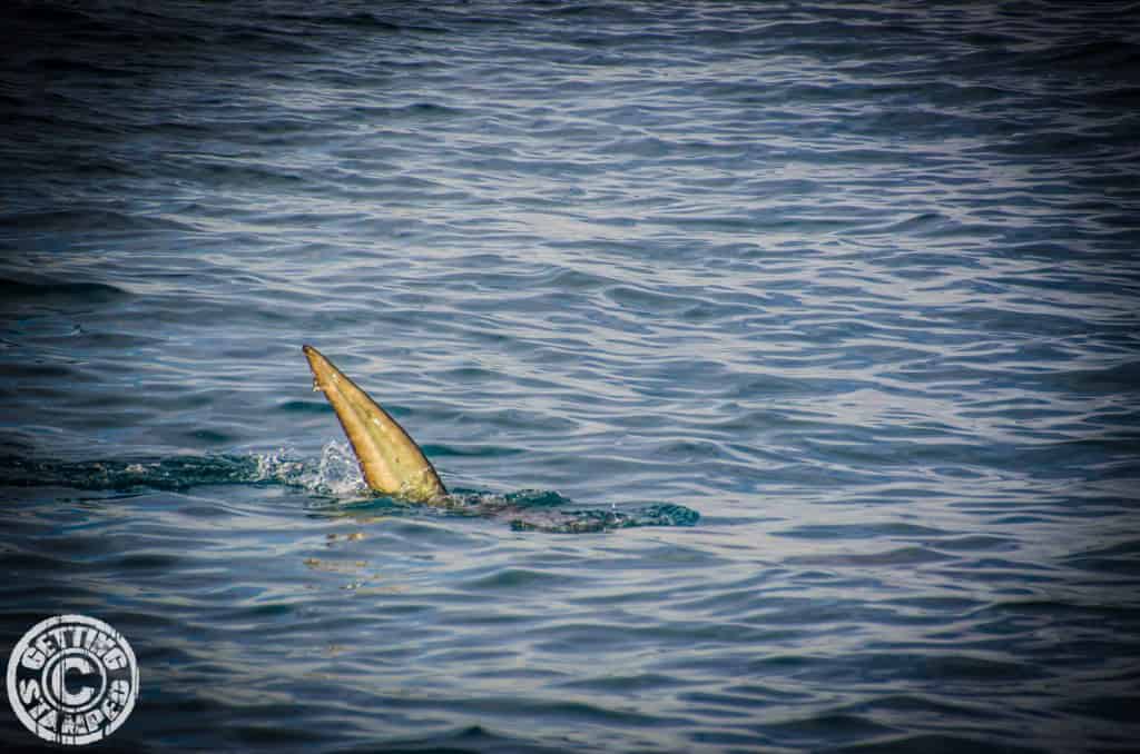 Shark Cage Diving for Great White Sharks in Cape Town South Africa-14