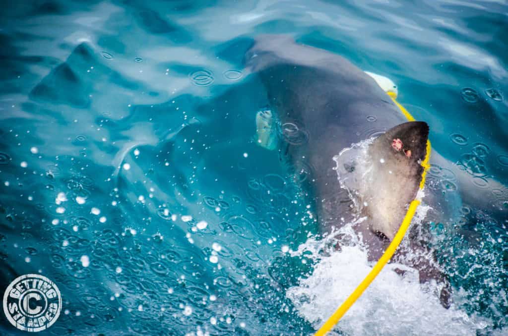 Shark Cage Diving for Great White Sharks in Cape Town South Africa-15