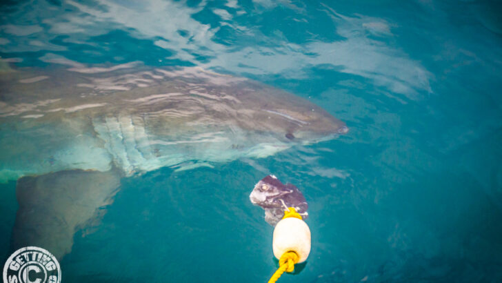 Great White Shark Cage Diving – Video Post