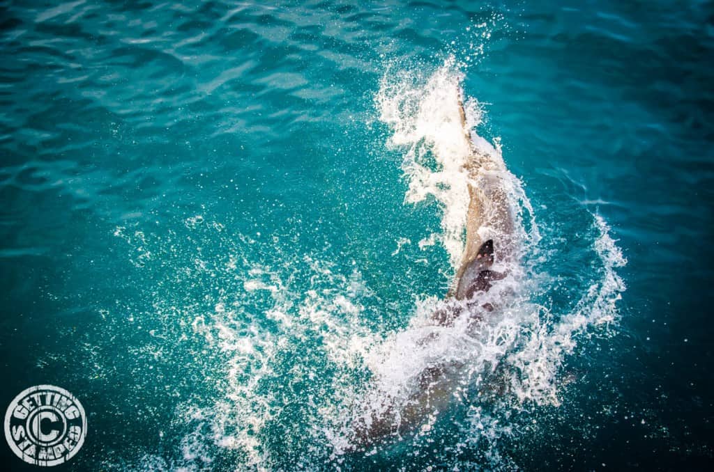 Shark Cage Diving for Great White Sharks in Cape Town South Africa-5