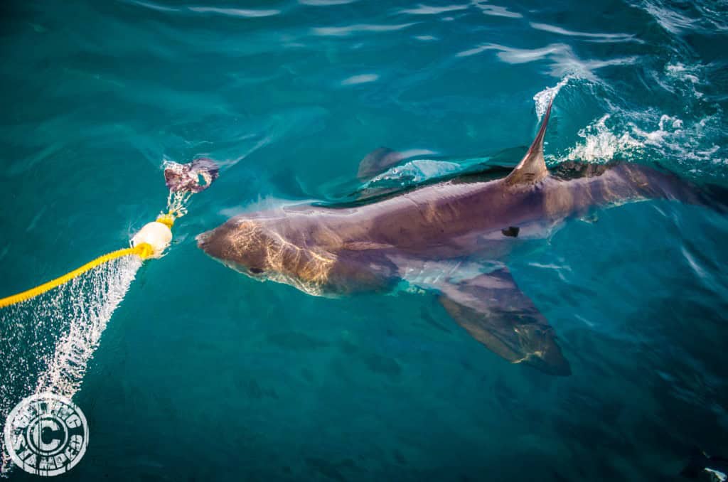 Shark Cage Diving for Great White Sharks in Cape Town South Africa-7