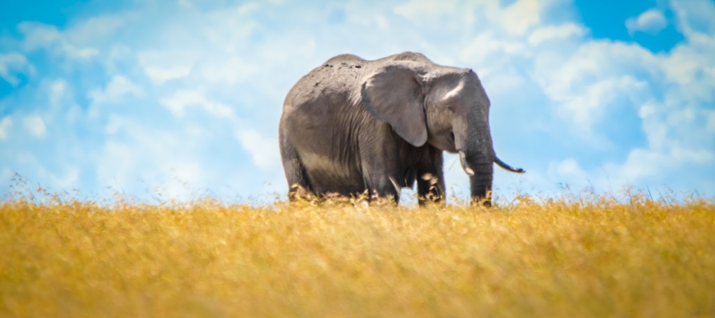 Africa Elephant-1