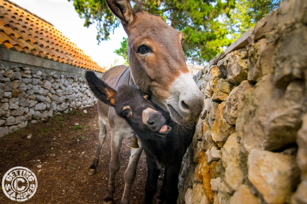 Croatia Cruise Island of Mljet - Day 5-30