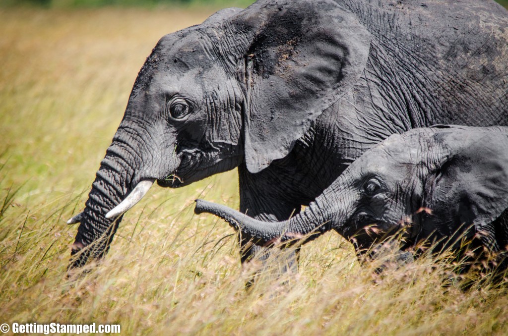 Baby Elephants | Kenya