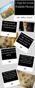 5 tips for wildlife photography pin