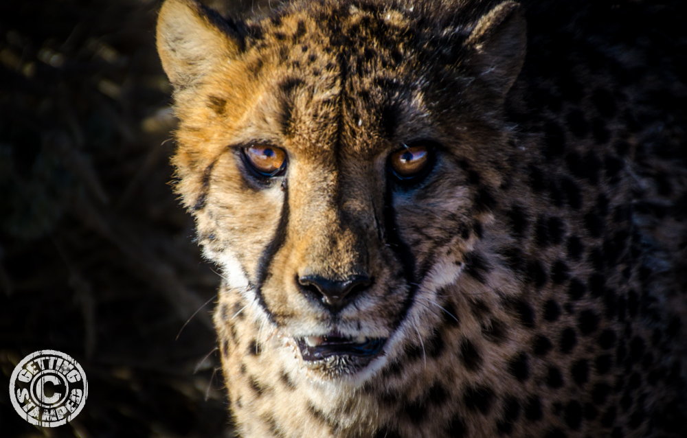 Namibia Cheetah farm RTW african safari-20